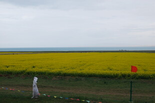 草原上的油菜花海与行人