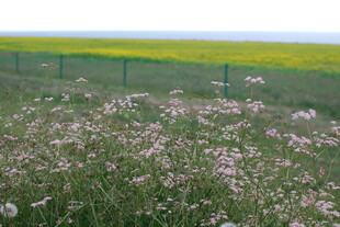 田野间的繁花与油菜田