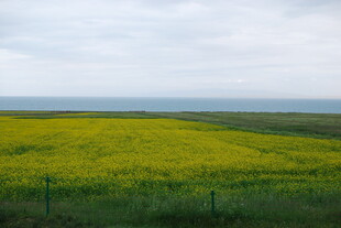 金黄油菜田 田园风光美