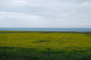 金黄油菜田与远处海景