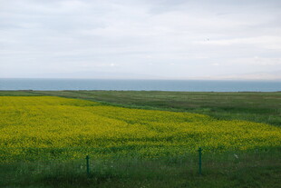 金黄花海 广袤原野风光