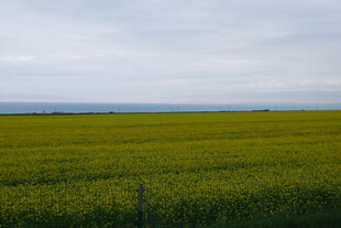 广袤油菜田 田园风光美