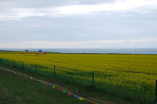 金黄油菜田 田园风光美
