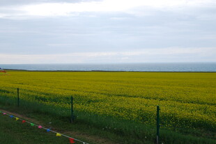 金黄油菜田与多彩围栏