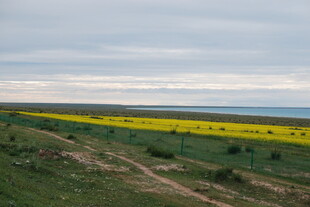 广袤田野中的灿烂油菜花田