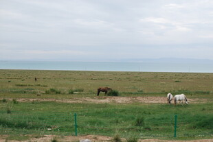 草原上的两匹马