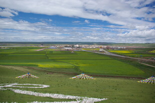 草原风光 牛羊点缀绿野