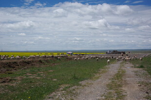 田野间的土路与灿烂花田