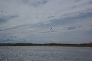 天空下的水面与飞鸟