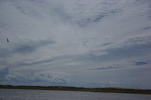 天空下的水域与飞鸟景观