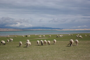 草原羊群的悠然放牧图景