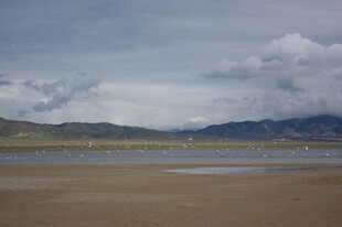 广袤湿地与远处山峦景观