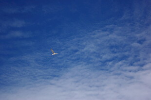 蓝天中飞翔的不明飞行物