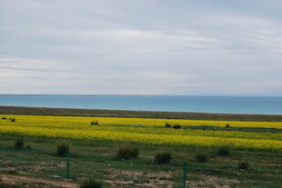 青海湖畔的灿烂油菜花海