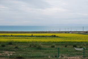 青海湖畔油菜花海美景