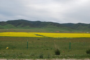草原上的金黄油菜花田