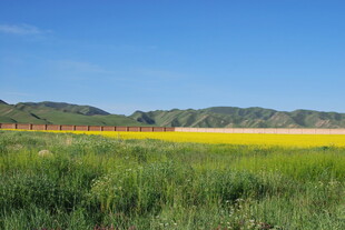 广袤田野间的灿烂黄花
