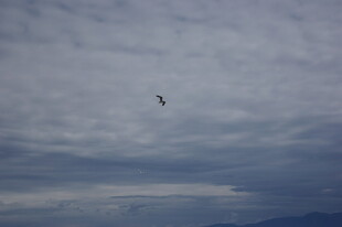 天空中飞翔的孤独鸟儿