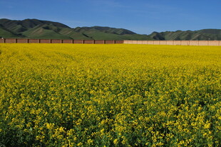 金黄油菜花田的美丽风光