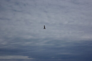 天空中飞翔的独鸟