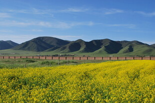 金黄花田与远山美景