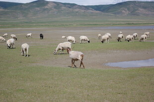 草原羊群悠然觅食
