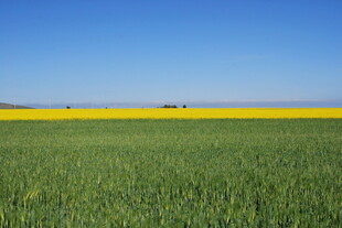 金黄油菜花田与绿田相接