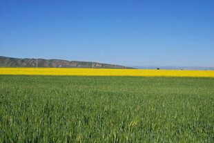 春日田野油菜花与绿地