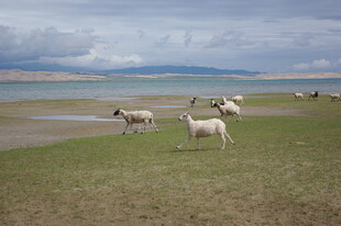 草原上的羊群与广阔风景