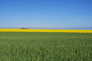 广袤田野间的黄绿交织