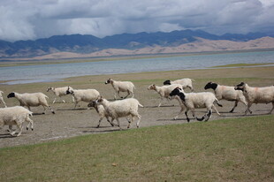 湖畔羊群漫步