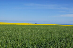 广袤田野中的黄绿相间美景