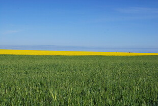 广袤绿野中的黄色花带