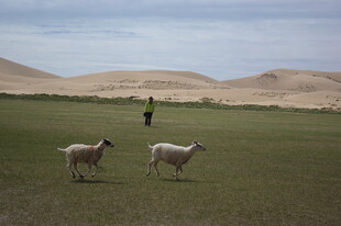 草原上的牧羊人与两只羊