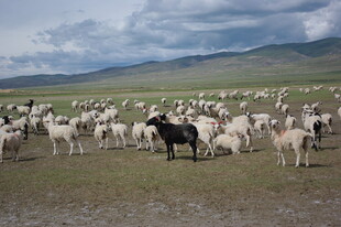 草原上的牧人与羊群