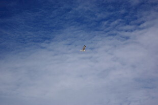 天空中飞翔的孤独小鸟