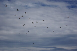 天空中飞翔的鸟群