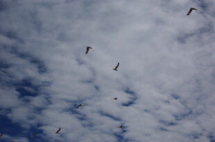 天空中飞翔的鸟儿