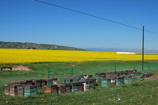 田野中的蜂箱