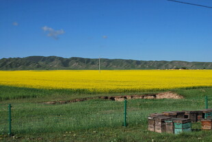 金黄油菜田边的小屋