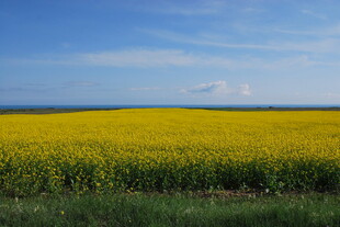金黄油菜田 蓝天美景