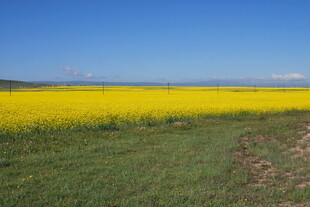 金黄油菜田 绿野蓝天景