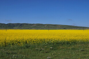 金黄油菜田 蓝天青山景