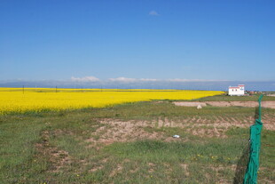 金黄油菜田与翠绿田野风光