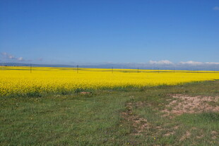 金黄油菜花海 绿野蓝天