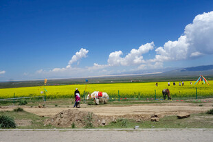 草原花海游人赏景