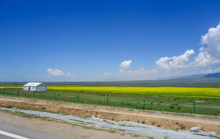 草原公路旁的绚烂花海