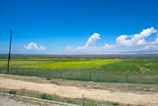 田野风光 蓝天黄花美景