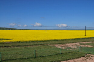 金黄油菜田 田园风光美