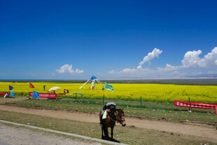 草原花海旁的骑马场景